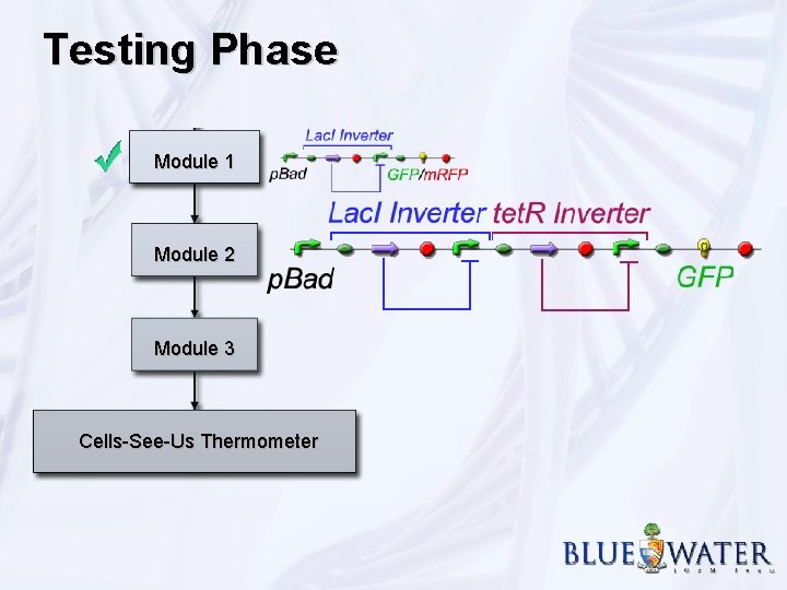 Testing Phase Module 1 Module 2 Module 3 Cells-See-Us Thermometer 