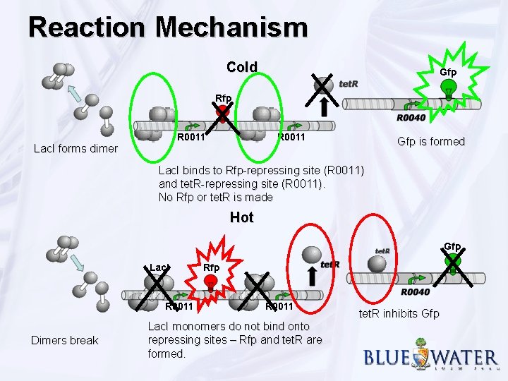 Reaction Mechanism Cold Gfp is formed Lac. I forms dimer Lac. I binds to