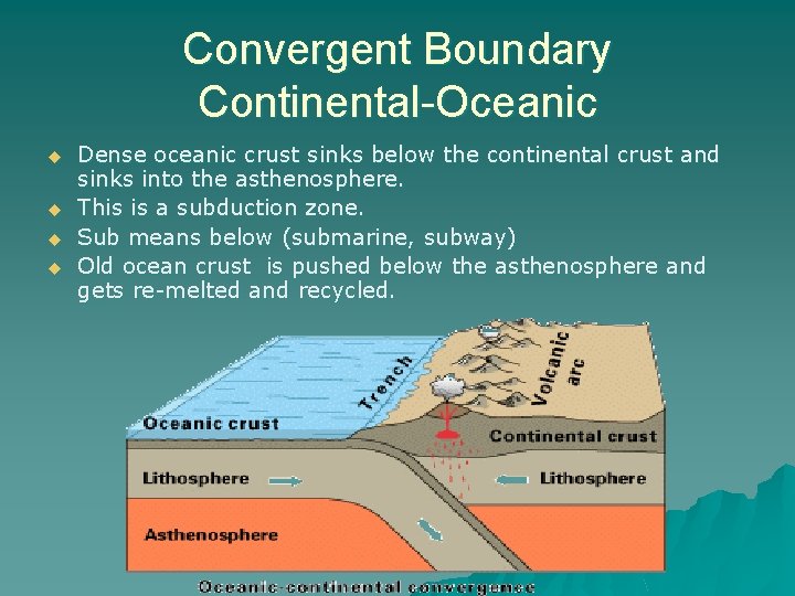 Convergent Boundary Continental-Oceanic u u Dense oceanic crust sinks below the continental crust and