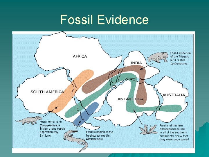 Fossil Evidence 