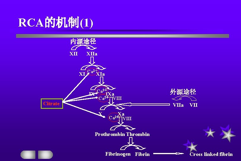 RCA的机制(1) 内源途径 XIIa 2＋ XI Ca XIa IX Citrate Ca 2＋ Ca 外源途径 IXa