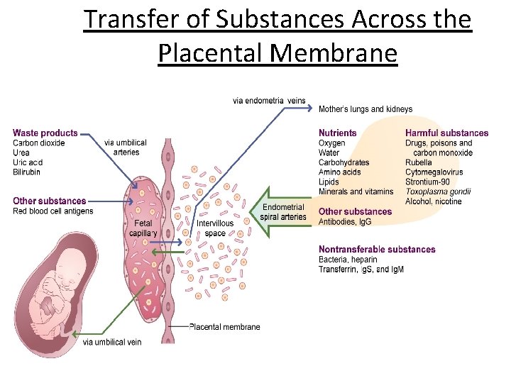 Transfer of Substances Across the Placental Membrane 