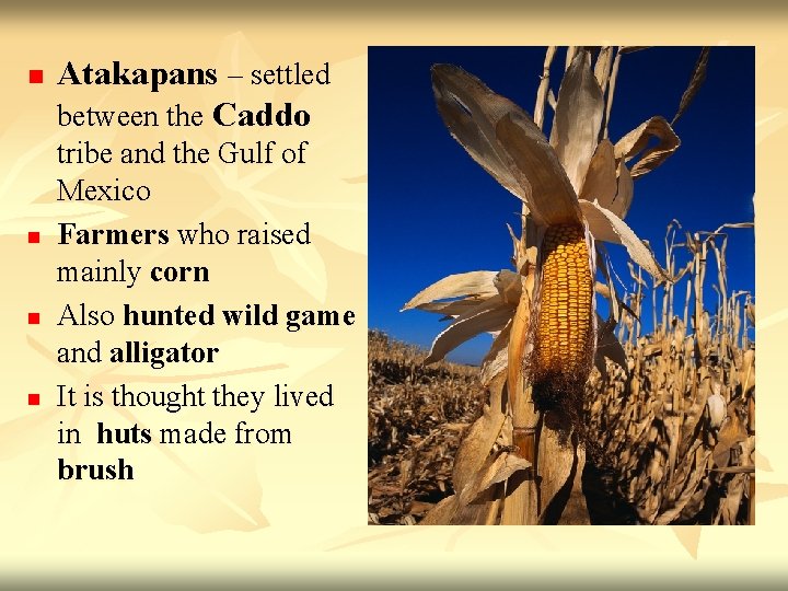 n n Atakapans – settled between the Caddo tribe and the Gulf of Mexico