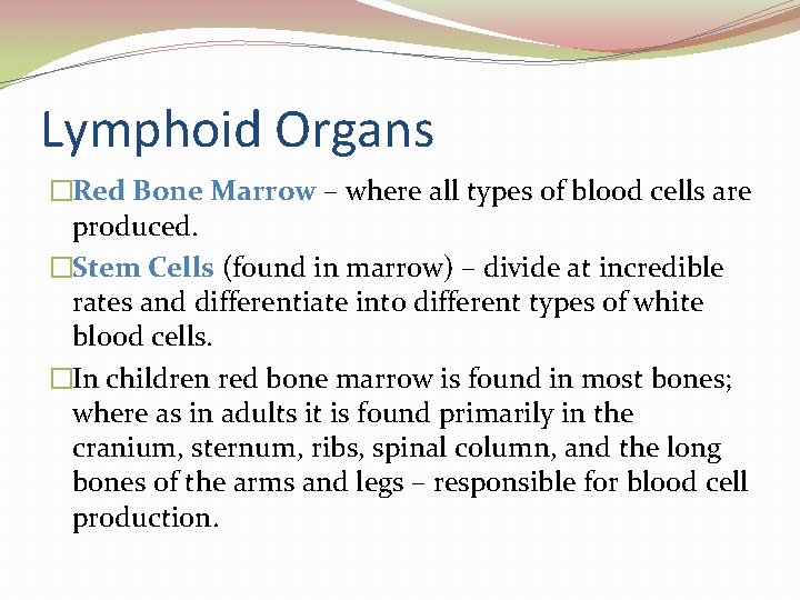 Lymphoid Organs �Red Bone Marrow – where all types of blood cells are produced.