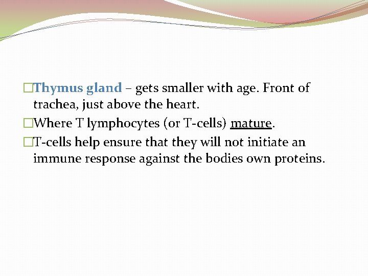 �Thymus gland – gets smaller with age. Front of trachea, just above the heart.