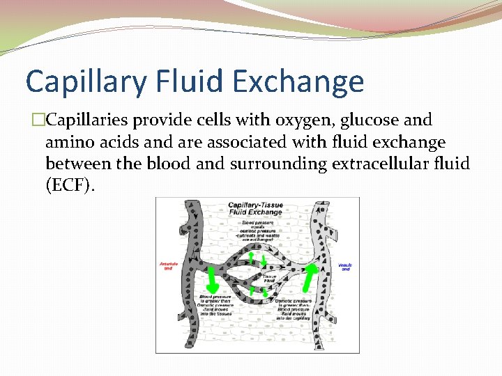 Capillary Fluid Exchange �Capillaries provide cells with oxygen, glucose and amino acids and are