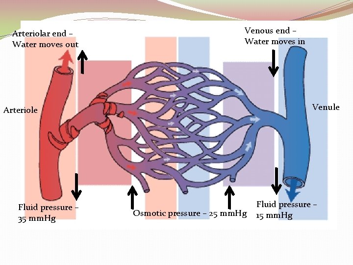 Arteriolar end – Water moves out Venous end – Water moves in Venule Arteriole