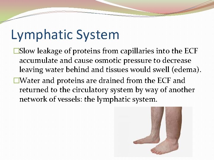 Lymphatic System �Slow leakage of proteins from capillaries into the ECF accumulate and cause