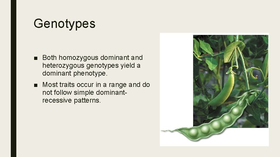 Genotypes ■ Both homozygous dominant and heterozygous genotypes yield a dominant phenotype. ■ Most