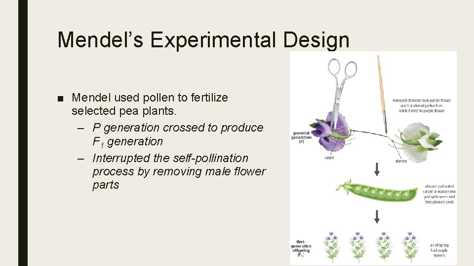 Mendel’s Experimental Design ■ Mendel used pollen to fertilize selected pea plants. – P