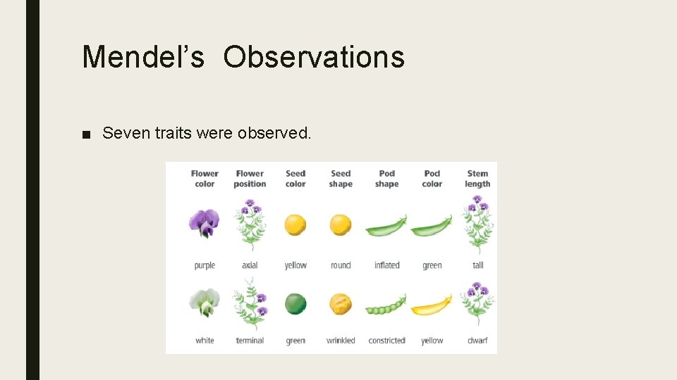 Mendel’s Observations ■ Seven traits were observed. 