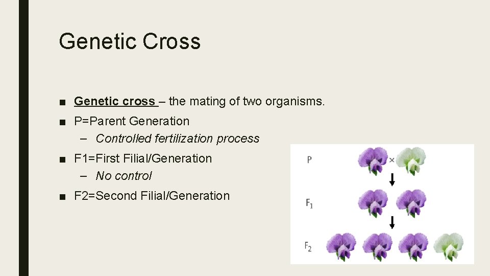 Genetic Cross ■ Genetic cross – the mating of two organisms. ■ P=Parent Generation