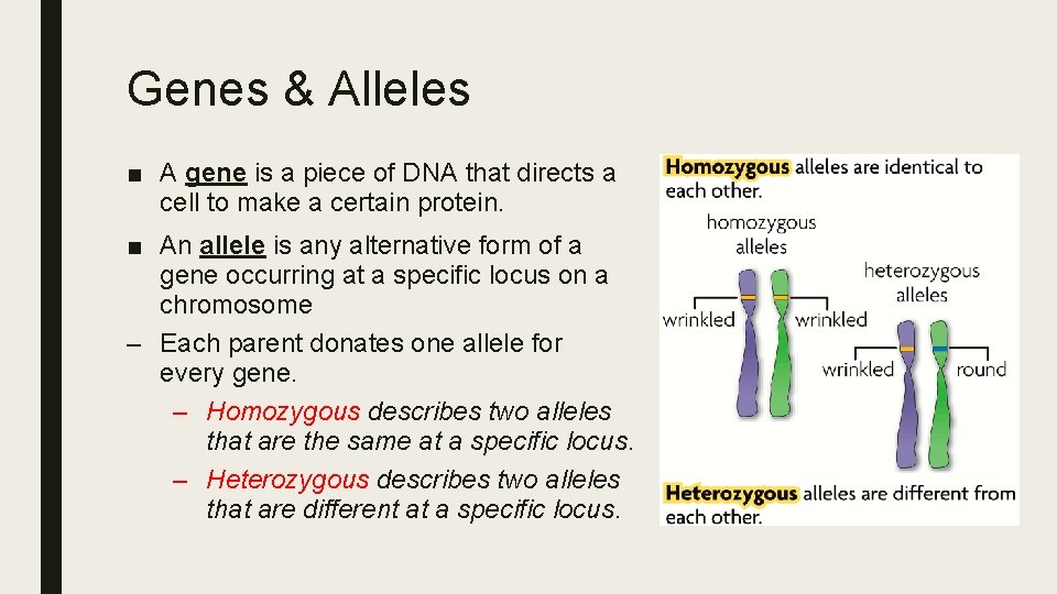 Genes & Alleles ■ A gene is a piece of DNA that directs a