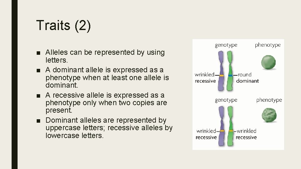 Traits (2) ■ Alleles can be represented by using letters. ■ A dominant allele