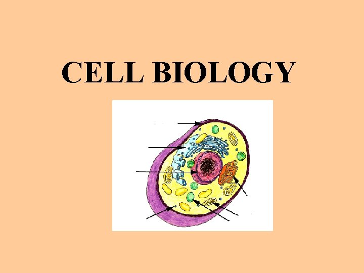 CELL BIOLOGY 