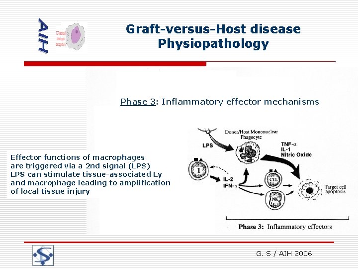 Graft-versus-Host disease Physiopathology Phase 3: Inflammatory effector mechanisms Effector functions of macrophages are triggered