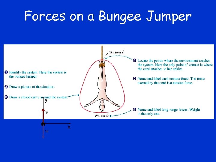 Forces on a Bungee Jumper y T w x 