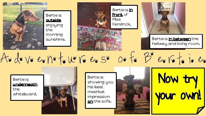 Bertie is outside, enjoying the morning sunshine. Bertie is underneath the whiteboard. Bertie is