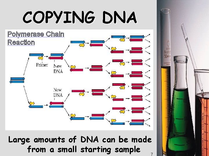 DNA Technology COPYING DNA Polymerase Chain Reaction Also