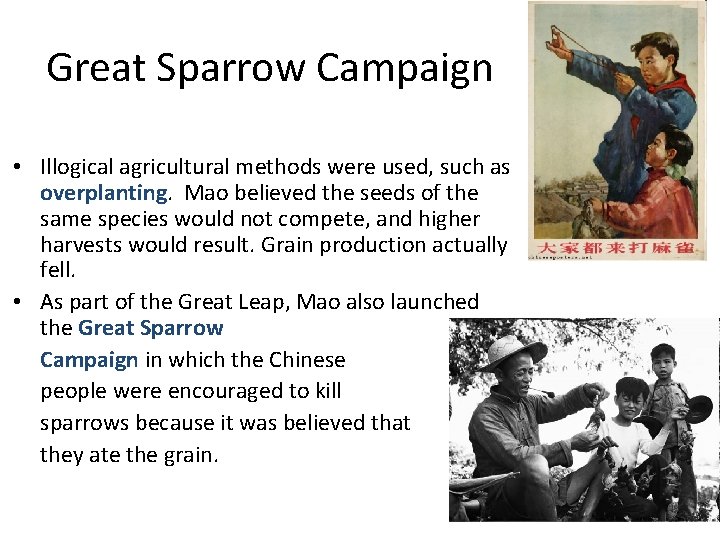 Great Sparrow Campaign • Illogical agricultural methods were used, such as overplanting. Mao believed