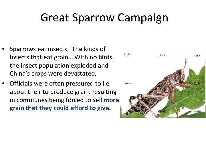 Great Sparrow Campaign • Sparrows eat insects. The kinds of insects that eat grain…