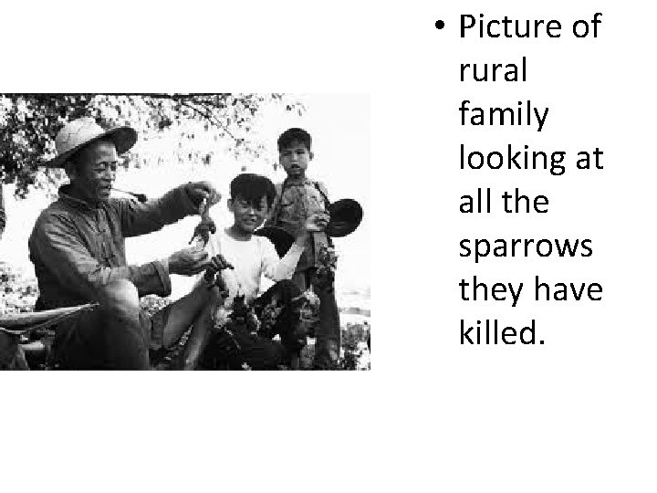  • Picture of rural family looking at all the sparrows they have killed.