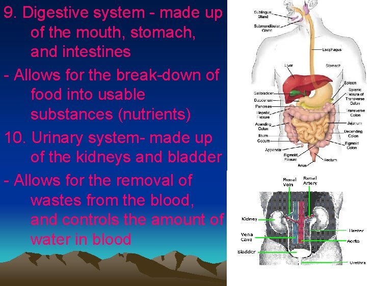 9. Digestive system - made up of the mouth, stomach, and intestines - Allows 9. Digestive system - made up of the mouth, stomach, and intestines - Allows