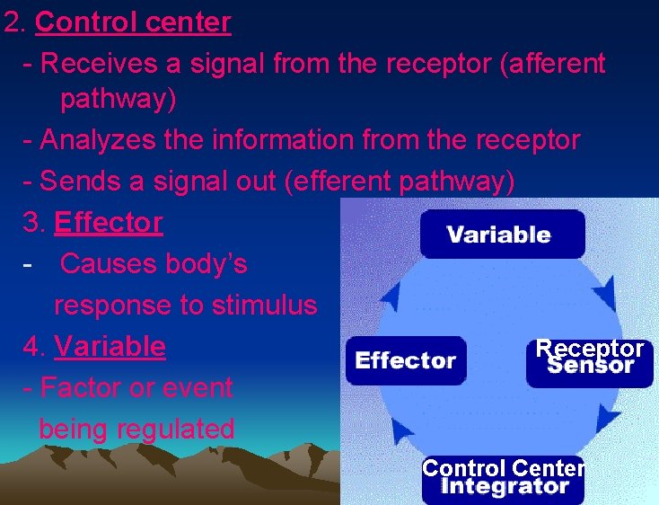 2. Control center - Receives a signal from the receptor (afferent pathway) - Analyzes 2. Control center - Receives a signal from the receptor (afferent pathway) - Analyzes