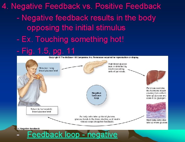 4. Negative Feedback vs. Positive Feedback - Negative feedback results in the body opposing 4. Negative Feedback vs. Positive Feedback - Negative feedback results in the body opposing
