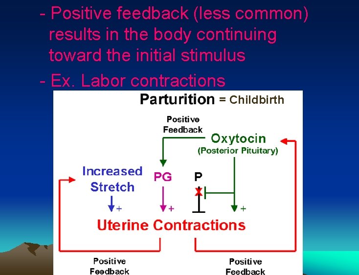 - Positive feedback (less common) results in the body continuing toward the initial stimulus - Positive feedback (less common) results in the body continuing toward the initial stimulus