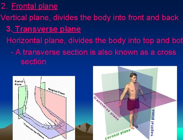 2. Frontal plane Vertical plane, divides the body into front and back 3. Transverse 2. Frontal plane Vertical plane, divides the body into front and back 3. Transverse