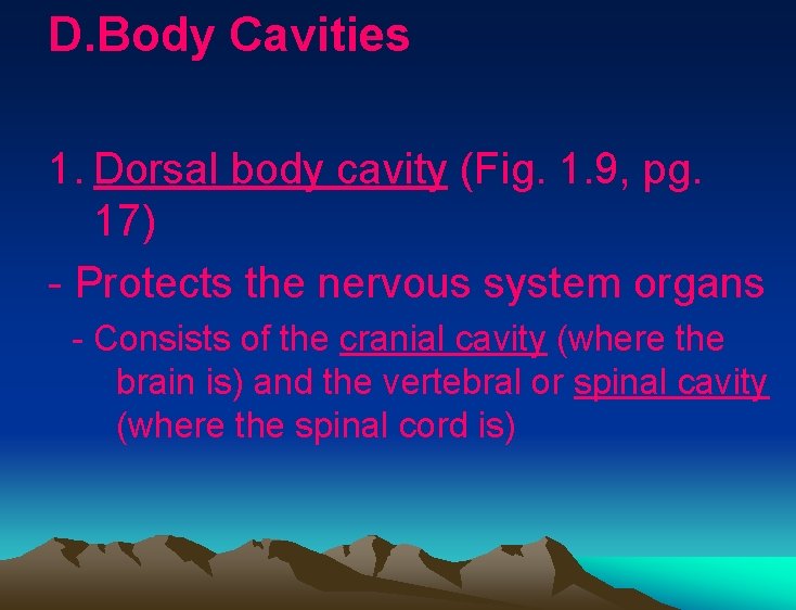D. Body Cavities 1. Dorsal body cavity (Fig. 1. 9, pg. 17) - Protects D. Body Cavities 1. Dorsal body cavity (Fig. 1. 9, pg. 17) - Protects