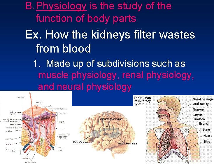 B. Physiology is the study of the function of body parts Ex. How the B. Physiology is the study of the function of body parts Ex. How the