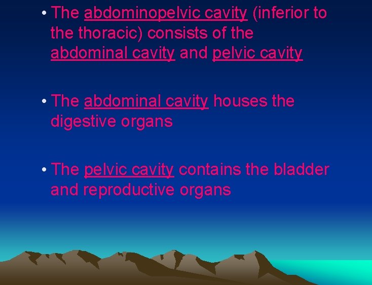 • The abdominopelvic cavity (inferior to the thoracic) consists of the abdominal cavity • The abdominopelvic cavity (inferior to the thoracic) consists of the abdominal cavity
