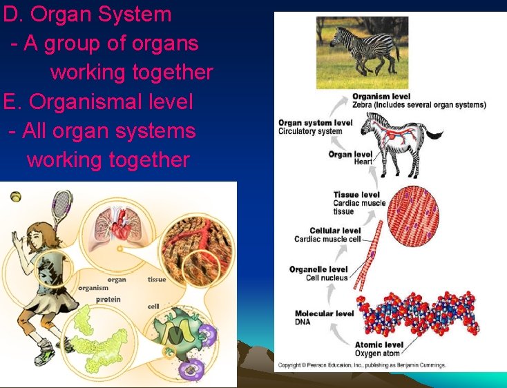 D. Organ System - A group of organs working together E. Organismal level - D. Organ System - A group of organs working together E. Organismal level -