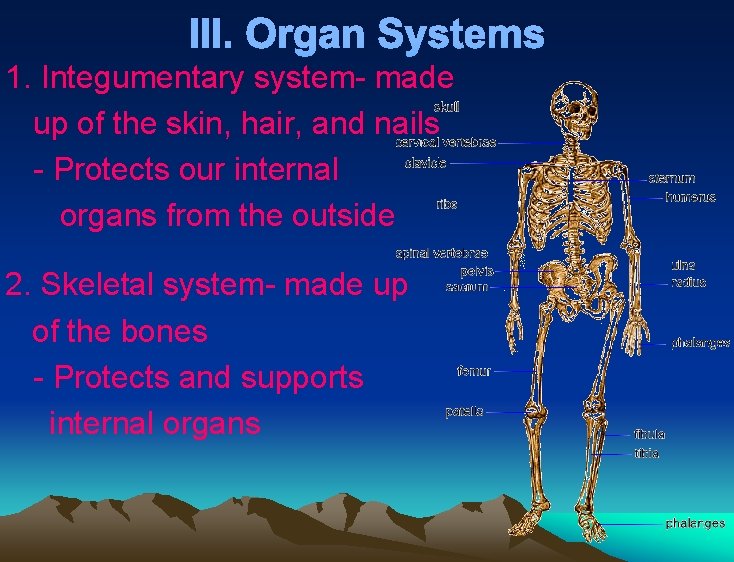 III. Organ Systems 1. Integumentary system- made up of the skin, hair, and nails III. Organ Systems 1. Integumentary system- made up of the skin, hair, and nails