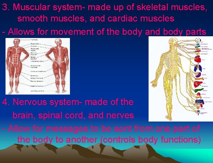 3. Muscular system- made up of skeletal muscles, smooth muscles, and cardiac muscles - 3. Muscular system- made up of skeletal muscles, smooth muscles, and cardiac muscles -
