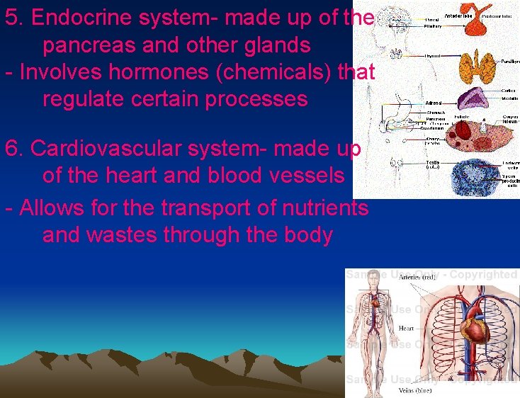 5. Endocrine system- made up of the pancreas and other glands - Involves hormones 5. Endocrine system- made up of the pancreas and other glands - Involves hormones