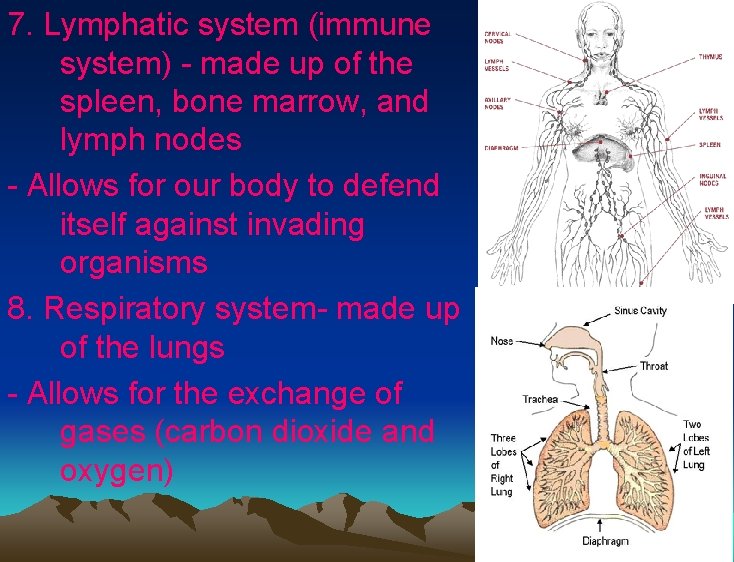 7. Lymphatic system (immune system) - made up of the spleen, bone marrow, and 7. Lymphatic system (immune system) - made up of the spleen, bone marrow, and