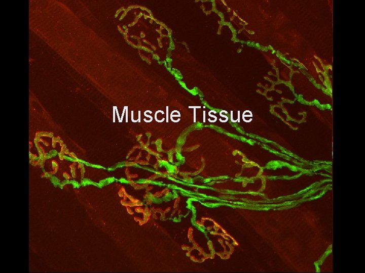 Muscle Tissue 