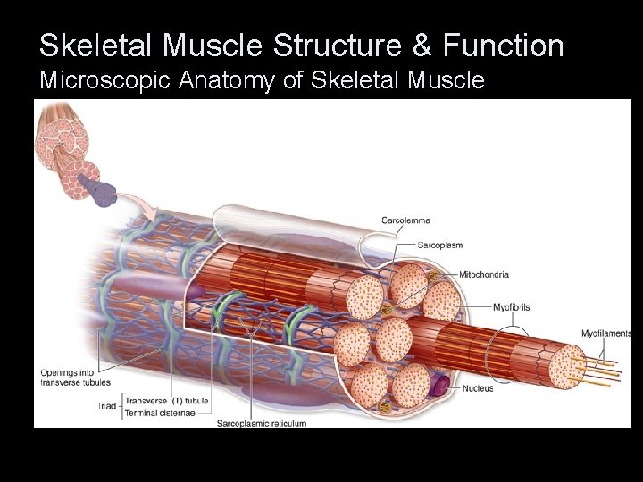 Skeletal Muscle Structure & Function Microscopic Anatomy of Skeletal Muscle 