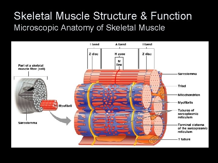 Skeletal Muscle Structure & Function Microscopic Anatomy of Skeletal Muscle 