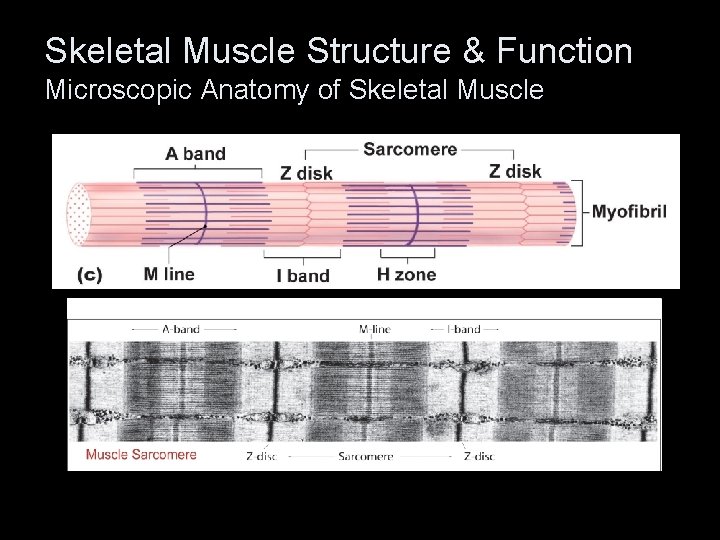 Skeletal Muscle Structure & Function Microscopic Anatomy of Skeletal Muscle 