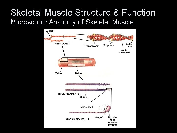 Skeletal Muscle Structure & Function Microscopic Anatomy of Skeletal Muscle 