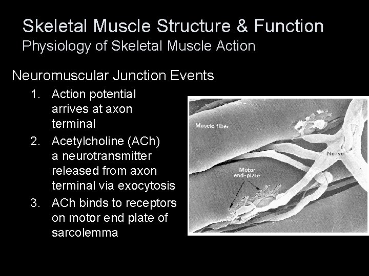 Skeletal Muscle Structure & Function Physiology of Skeletal Muscle Action Neuromuscular Junction Events 1.