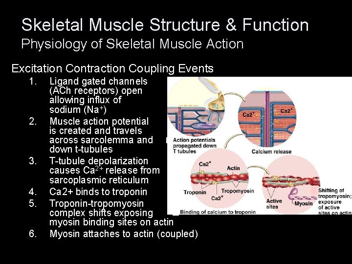 Skeletal Muscle Structure & Function Physiology of Skeletal Muscle Action Excitation Contraction Coupling Events