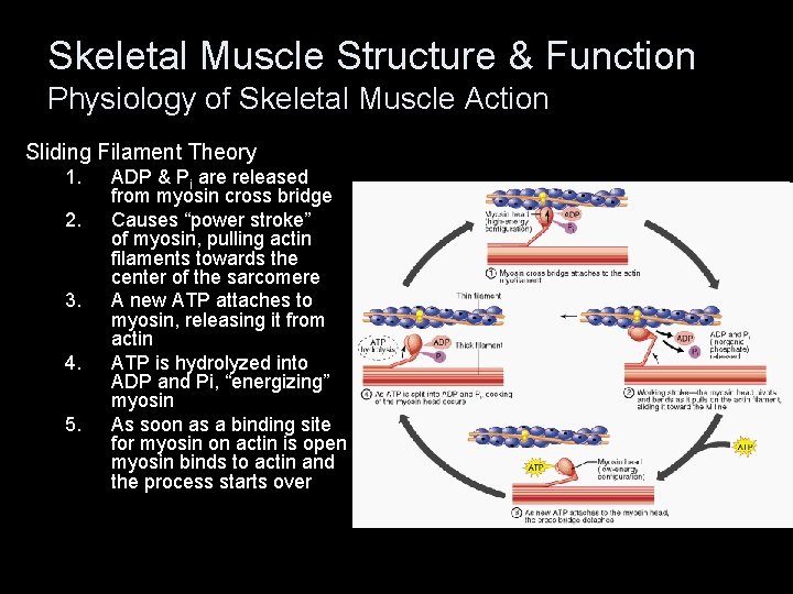 Skeletal Muscle Structure & Function Physiology of Skeletal Muscle Action Sliding Filament Theory 1.