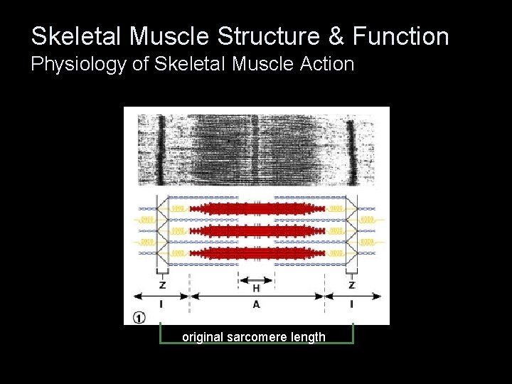 Skeletal Muscle Structure & Function Physiology of Skeletal Muscle Action original sarcomere length 