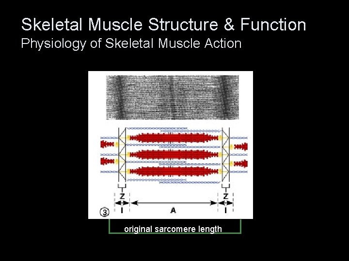 Skeletal Muscle Structure & Function Physiology of Skeletal Muscle Action original sarcomere length 