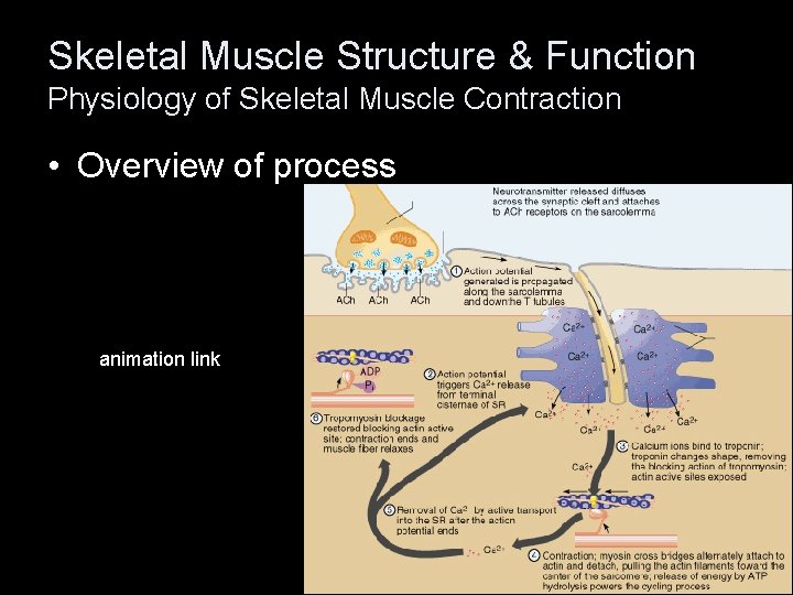Skeletal Muscle Structure & Function Physiology of Skeletal Muscle Contraction • Overview of process
